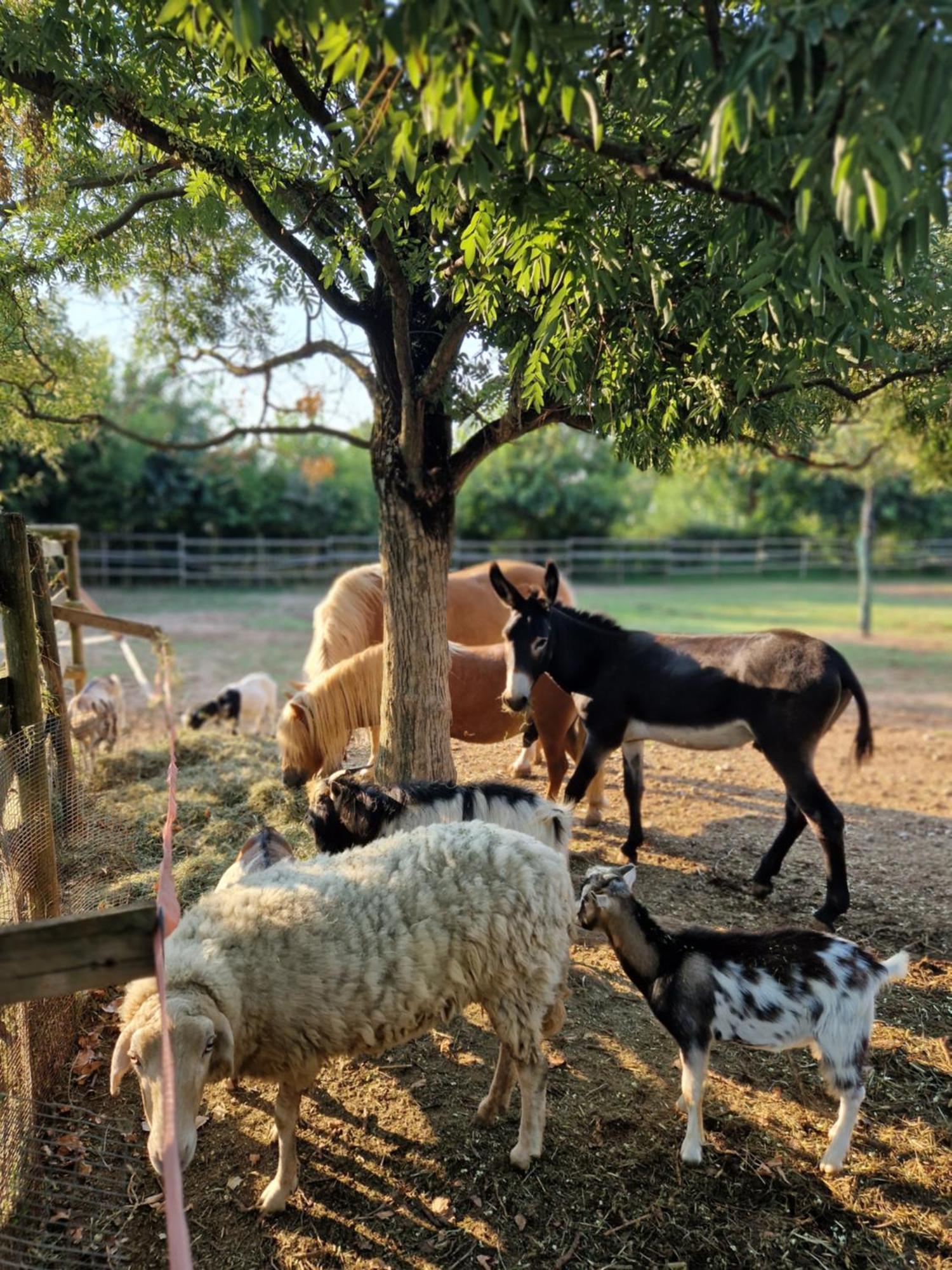 Agriturismo Corte Gaia Castiglione Delle Stiviere Buitenkant foto